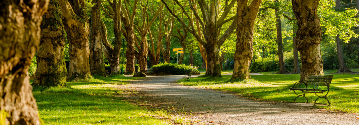 A serene park scene with a gravel path winding through rows of tall, leafy trees. Sunlight filters through the branches, casting dappled shadows on the ground. A single empty bench sits beside the path, inviting peaceful contemplation.