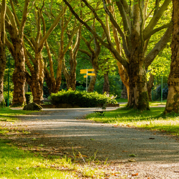 An Afternoon in the Park 