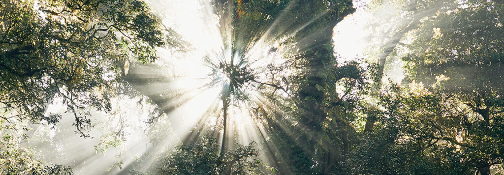 Sunlight streams through the dense canopy of a lush forest, creating radiant beams that illuminate the green foliage and branches, giving the scene a mystical and serene atmosphere.