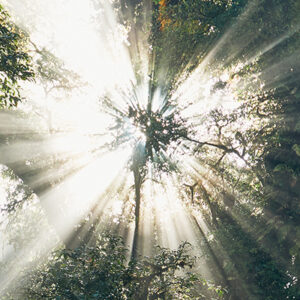 Sunlight streams through dense tree branches in a forest, creating dramatic beams of light and illuminating the vibrant green foliage.