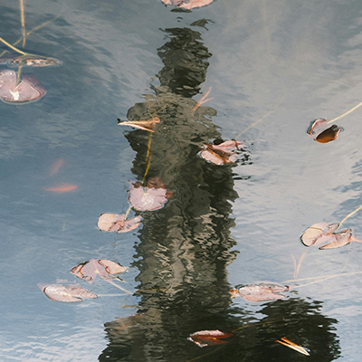 Reflection of a statue in rippling water, surrounded by floating pink leaves and stems, creating a slightly distorted and artistic effect.