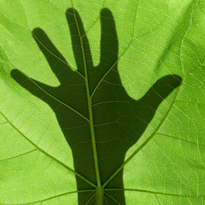 A hand's shadow is visible on a bright green leaf, highlighting the leaf's detailed veins and texture.