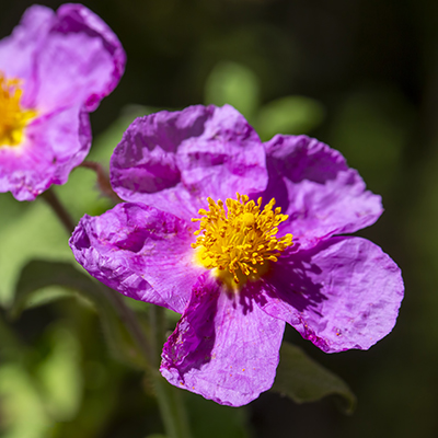 Close-up of a bright purple flower with delicate petals and a yellow center, set against a blurred green background with another similar flower in the distance.