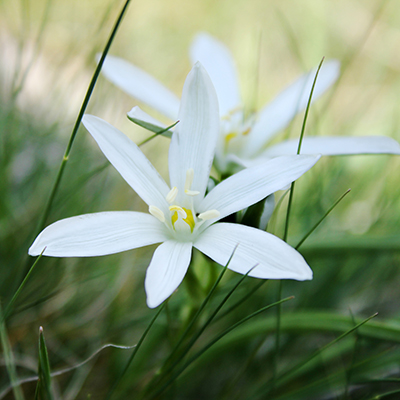 Close-up of a white flower with six petals and yellow stamens, surrounded by green grass and blurred background.