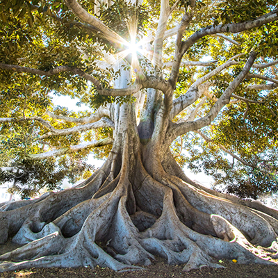 A large, old tree with thick, twisting roots and sprawling branches; sunlight shines through the leaves, creating a bright starburst effect above the trunk.