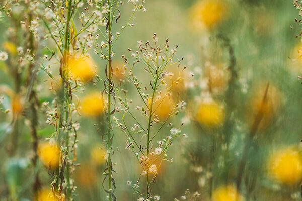 Our Wondrous World – The Plants