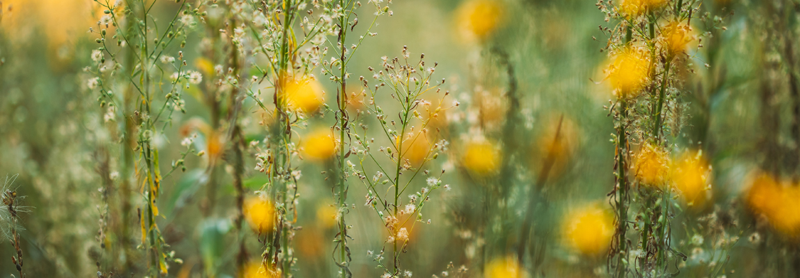 Wildflowers in a field with tall green stems and small white blossoms in focus, while clusters of yellow flowers appear softly blurred in the background. The scene is bright and evokes a gentle, natural atmosphere.
