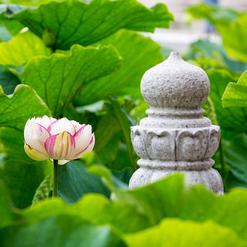 A pink and white lotus flower blooms among large green leaves next to a decorative stone ornament in a lush garden setting.