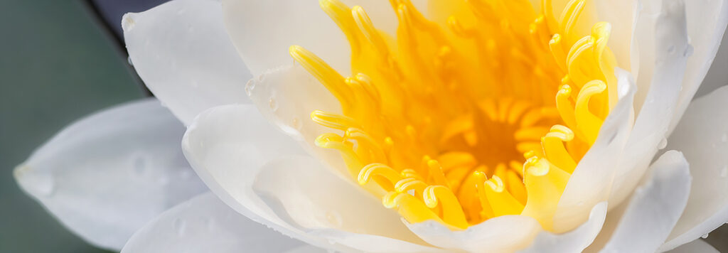 Close-up of a white water lily with delicate petals and bright yellow stamens in the center, showing fine details and water droplets on the petals.