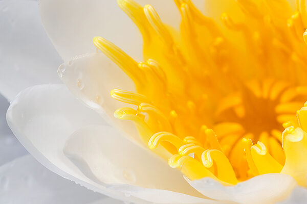 Our Wondrous World – The Lotus